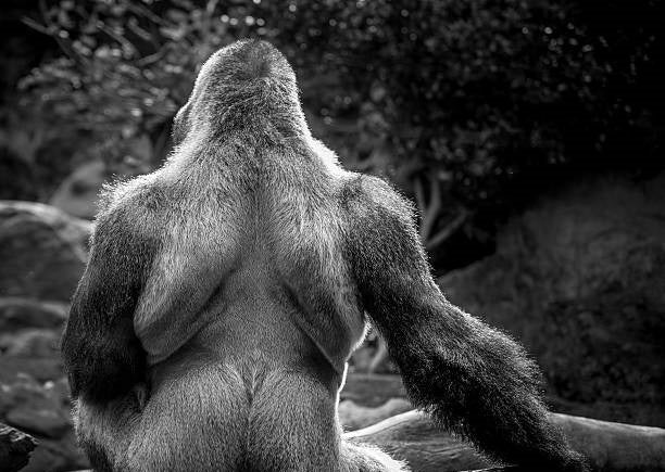 gorilla with very hairy back