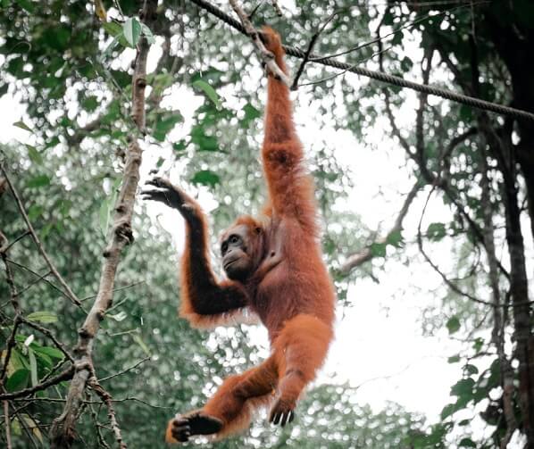 organgutan with very hairy body